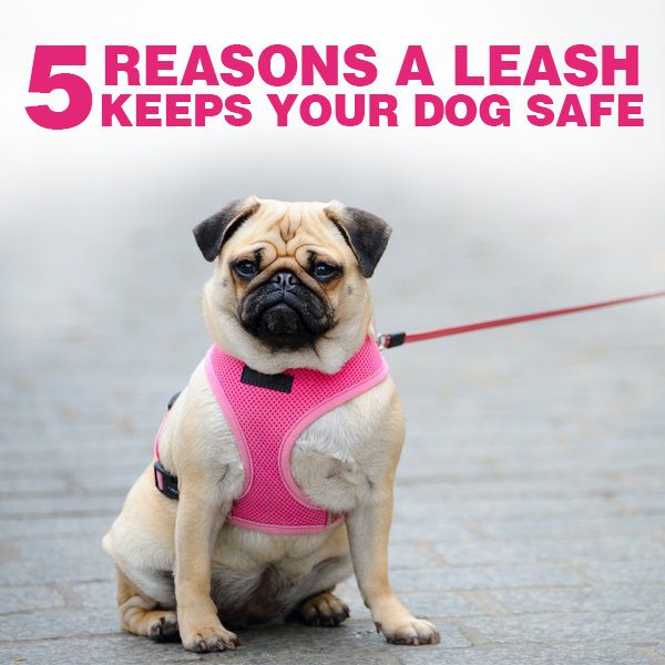 5 Reasons a Leash Keeps Your canine Safe