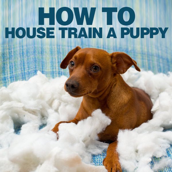 The way to House Train a Puppy