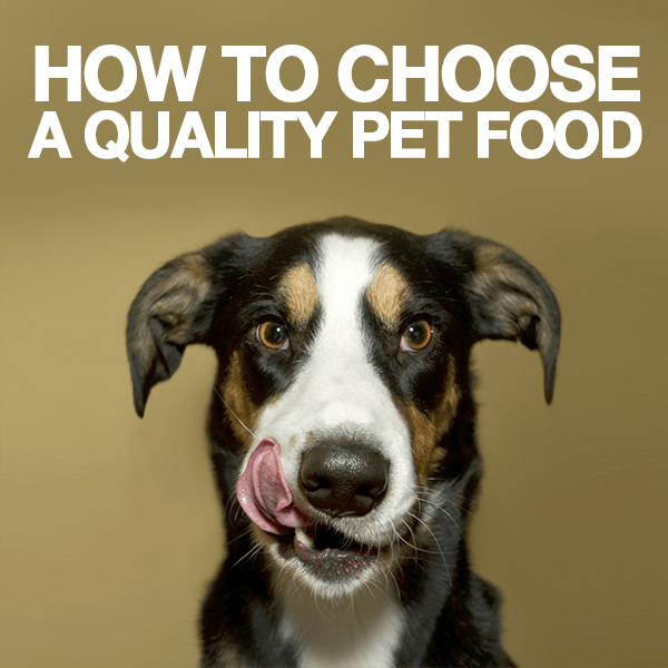 Where to find a Quality Dog food