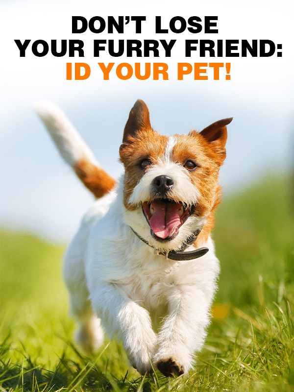 Don’t Lose Your Furry Friend: ID Your furry friend!