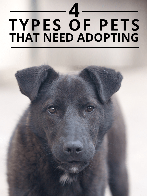 4 Forms of Pets Which need Adopting