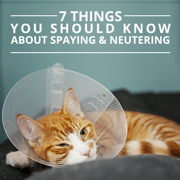 7 Belongings you Should be aware About Spaying & Neutering