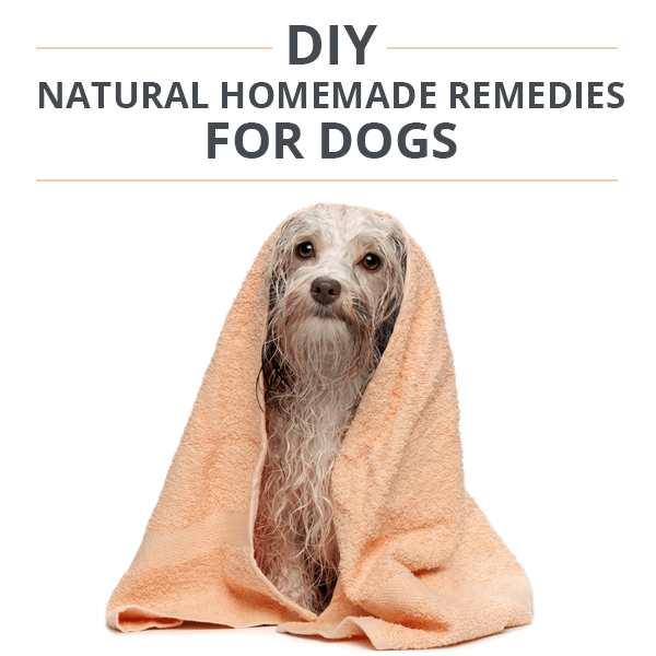 7 DIY Natural Homemade Remedies for Dogs